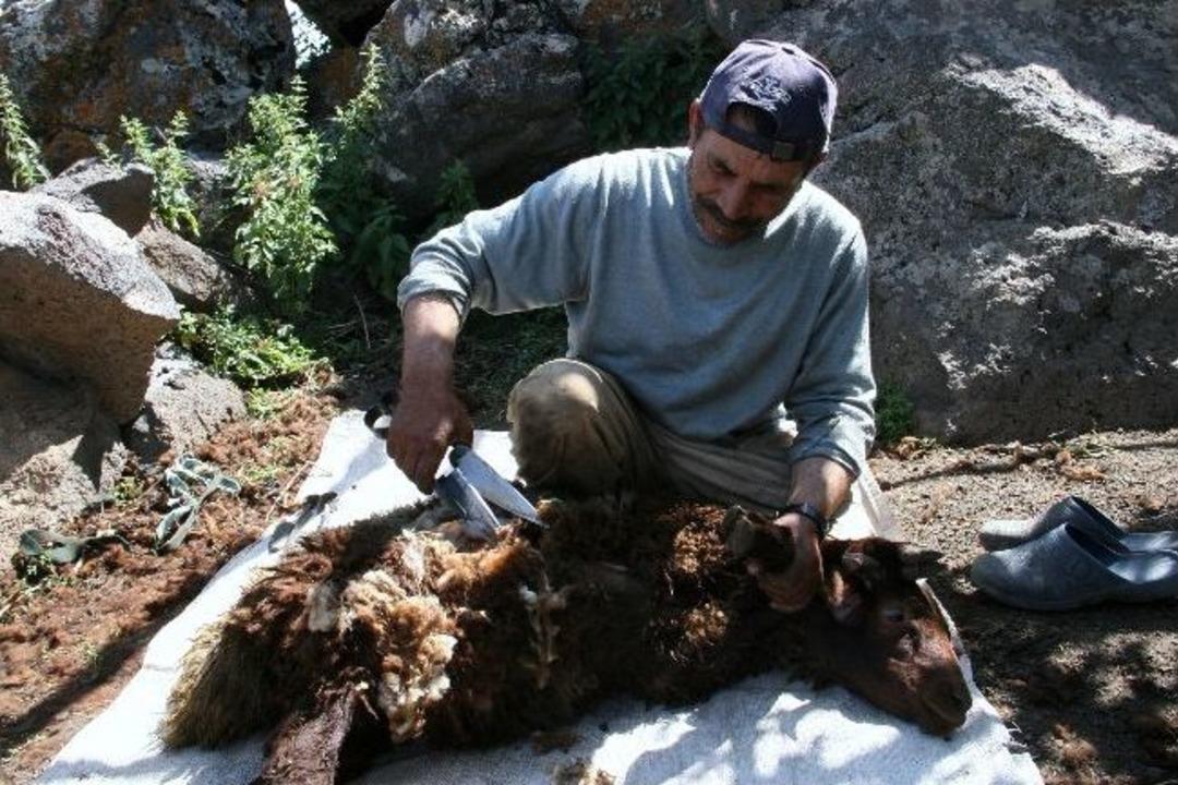 Iğdır'da Koyun Kırpma Sezonu