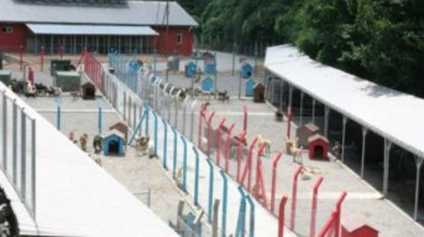 Sezgin, Sokak Hayvanları İ&ccedil;in &Ccedil;ağrıda Bulundu