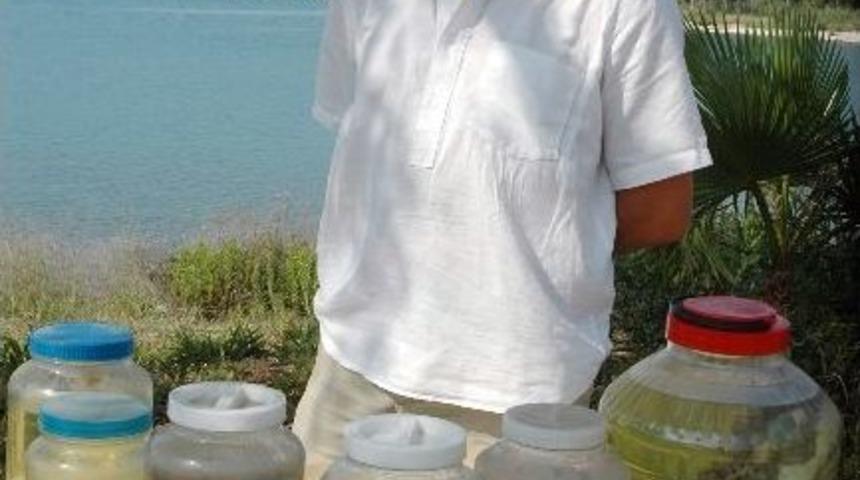 Hamsinin &Uuml;reme Alanları Mercek Altında