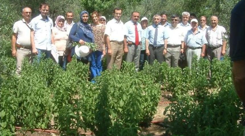Burhaniye&rsquo;de Stevia İ&ccedil;in Tarla G&uuml;n&uuml; D&uuml;zenlendi