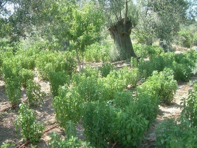 Burhaniye’de Stevia İçin Tarla Günü Düzenlendi