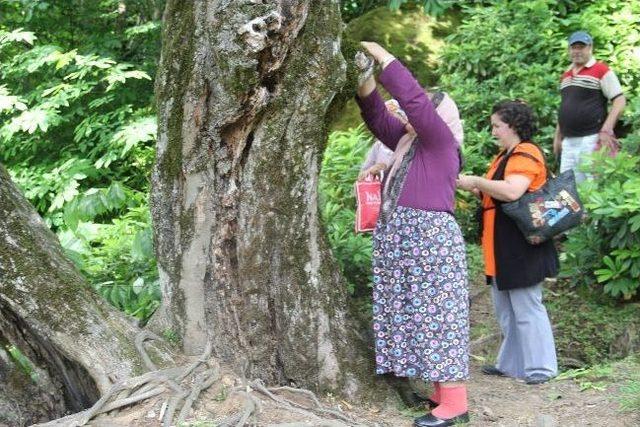 Ramazan'da Dilek Ağacı Şenlendi