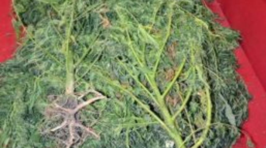 Viranşehir&rsquo;de Hint Keneviri Operasyonu