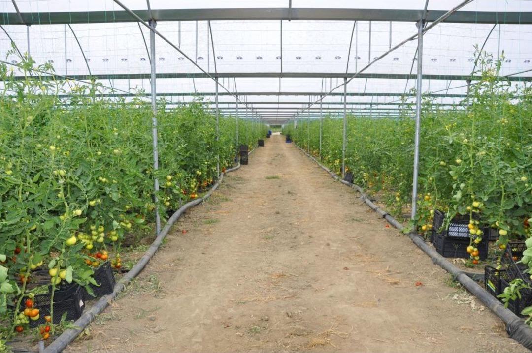 Domates &Uuml;reticileri Bu Yıl Fiyatlardan Memnun