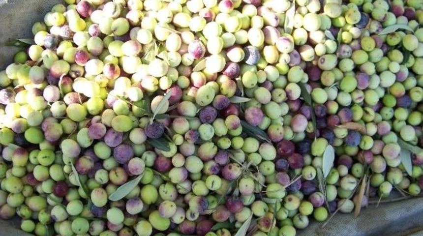 Mut&rsquo;ta 160 Bin Ton Zeytin Rekoltesi Bekleniyor