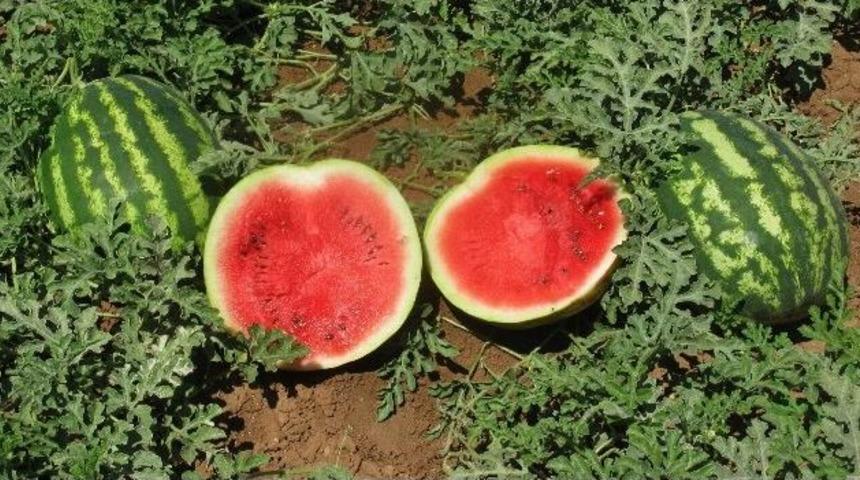 Araban Karpuzu, Ramazan Sofrasında