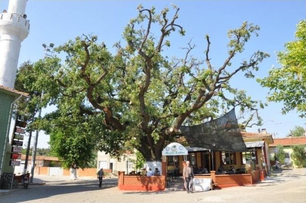 305 Yaşındaki Meşe, &ldquo;anıt Ağa&ccedil;&rdquo; Oldu