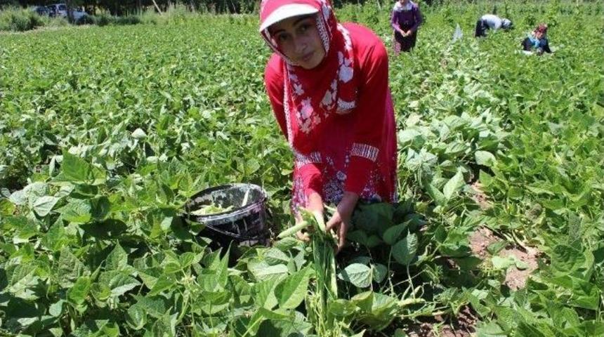 Gevaş&rsquo;ta Mevsimin İlk Fasulyesi Toplantı