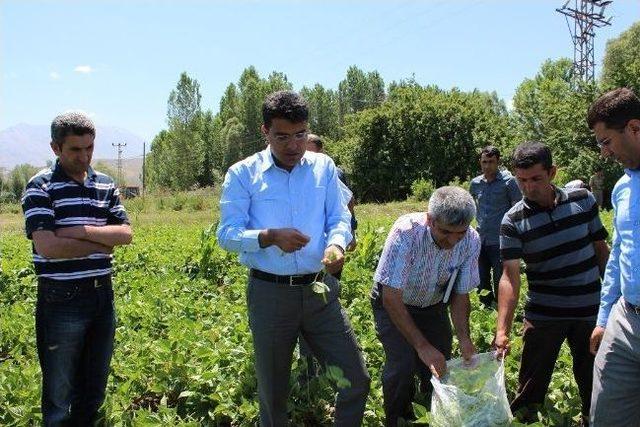 Gevaş&rsquo;ta Mevsimin İlk Fasulyesi Toplantı 1