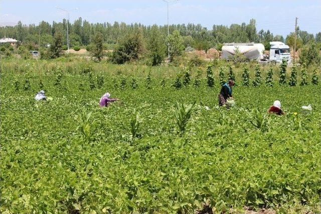 Gevaş&rsquo;ta Mevsimin İlk Fasulyesi Toplantı 2