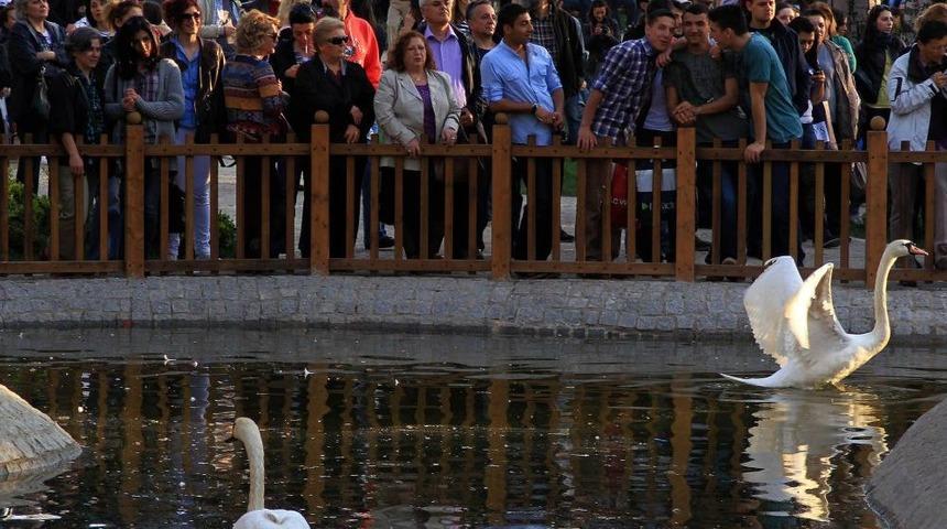 Gazdan Etkilenen Kuğular Parklarına Kavuşuyor