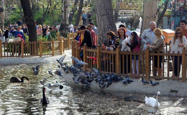 Gazdan Etkilenen Kuğular Parklarına Kavuşuyor