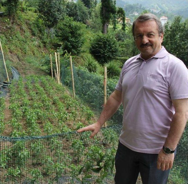 Rize’de Çaykur Genel Müdürlüğü Kalorisiz Şeker Üretmek İçin Çalışmalara Başladı