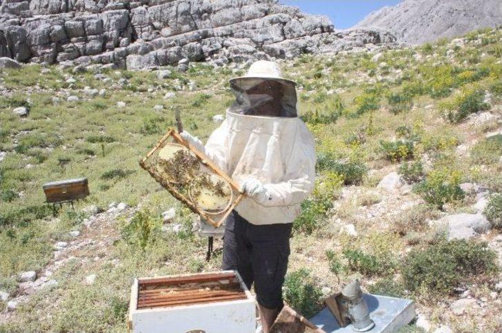 Akseki Balı Anzer Balına Rakip G1