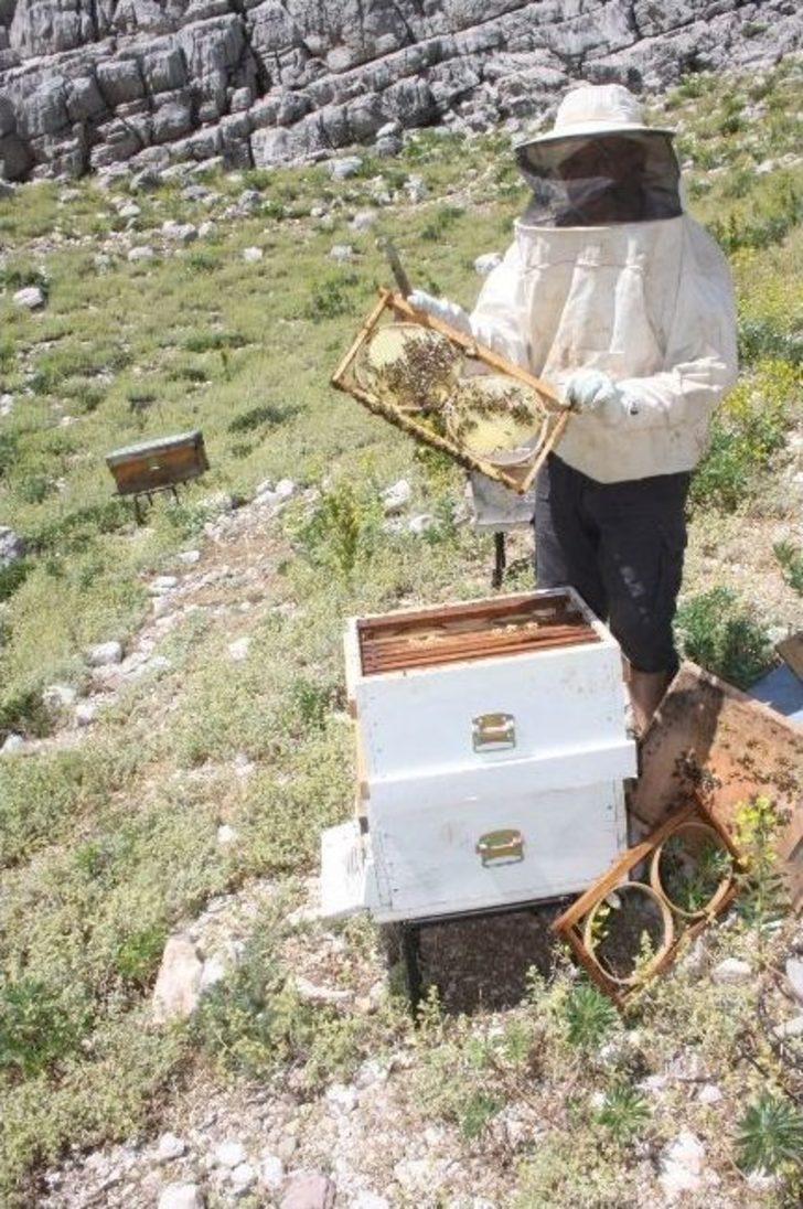 Akseki Balı Anzer Balına Rakip G2