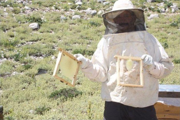 Akseki Balı Anzer Balına Rakip G3