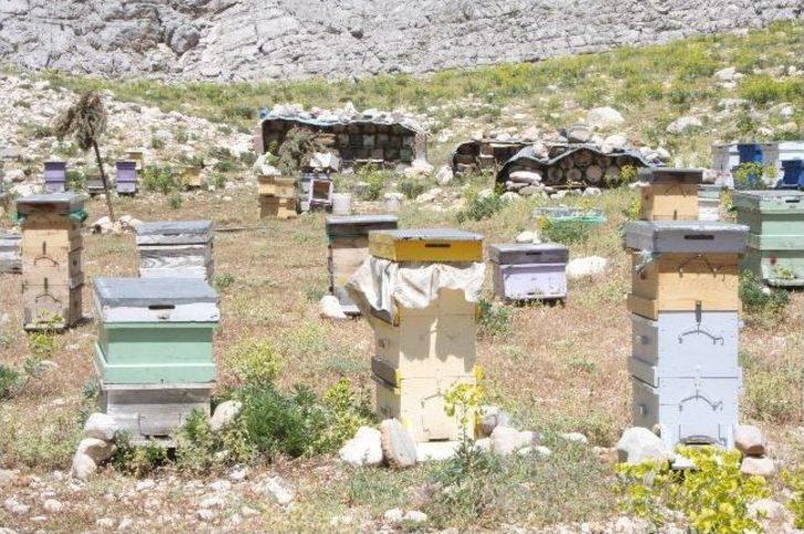 Akseki Balı Anzer Balına Rakip G5