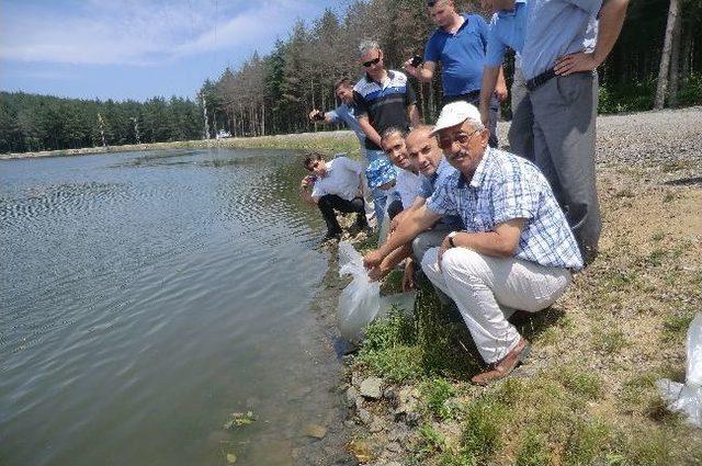D&uuml;zce&rsquo;de G&ouml;letlere Balık Bırakıldı 1