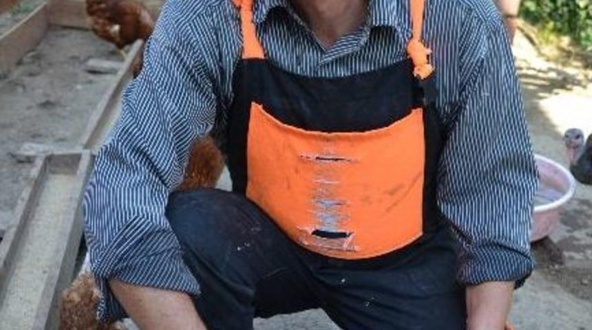 Avrupa&rsquo;dan D&ouml;nd&uuml;, K&ouml;y Tavuk&ccedil;uluğuna Başladı