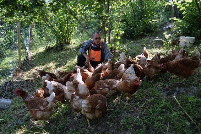 Avrupa’dan Döndü, Köy Tavukçuluğuna Başladı