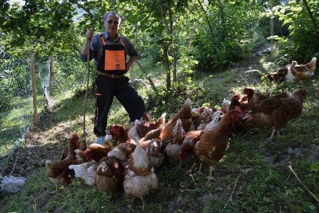 Avrupa’dan Döndü, Köy Tavukçuluğuna Başladı