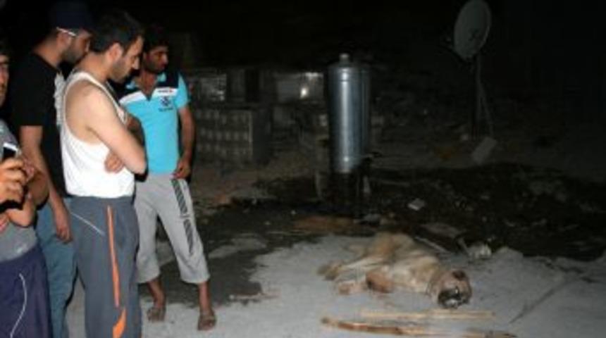 Kuduz Olduğundan Ş&uuml;phelenilen K&ouml;pek, 6 Kişiyi Hastanelik Etti