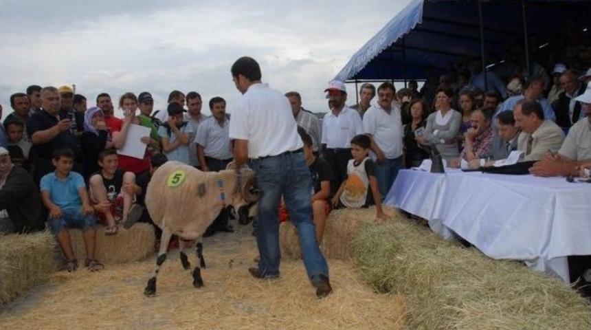 İzmir Koyun-ke&ccedil;i Panayırı 14-15 Eyl&uuml;l'de