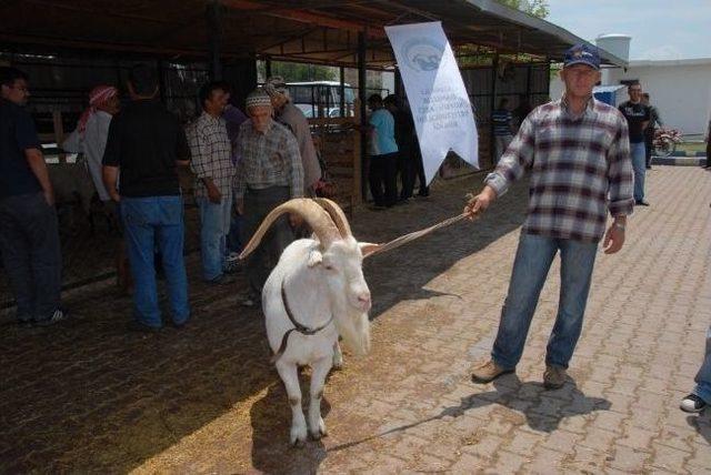 İzmir Koyun-ke&ccedil;i Panayırı 14-15 Eyl&uuml;l de 1
