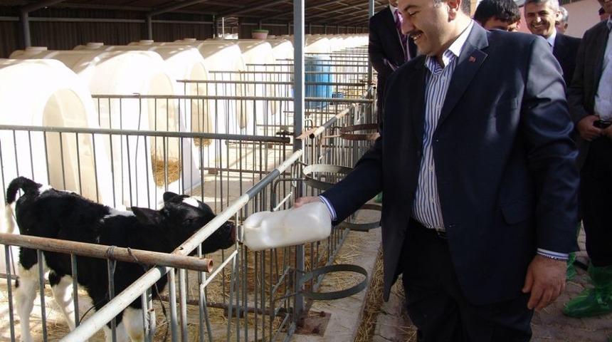 &Ccedil;&ouml;z&uuml;m S&uuml;reci Talebi Artırdı, Hayvancılık Kredileri 6 Ayda 17 Milyon TL'yi Aştı