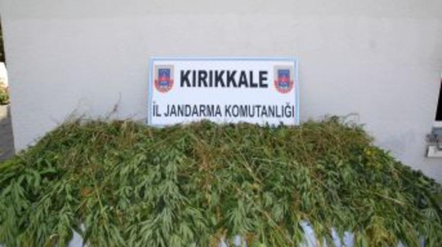 Kırıkkale'de Bin 8 K&ouml;k Kenevir Bitkisi Ele Ge&ccedil;irildi