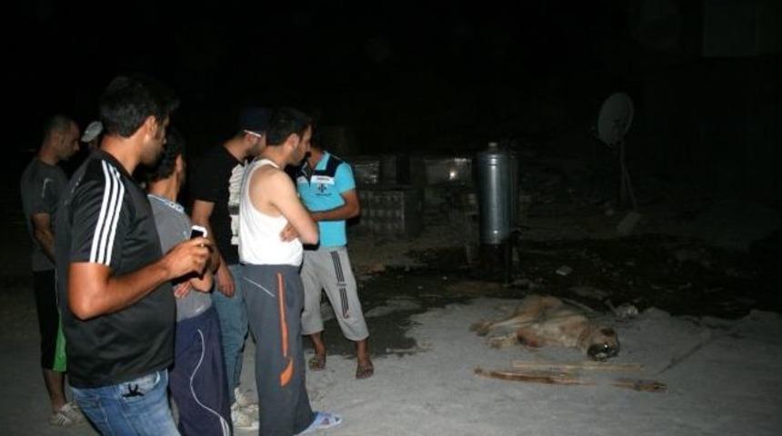 Kuduz Olduğundan Ş&uuml;phelenilen K&ouml;pek 6 Kişiyi Hastanelik Etti