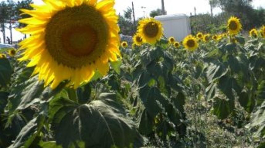 Ay&ccedil;i&ccedil;eğinde Y&uuml;ksek Rekolte Bekleniyor