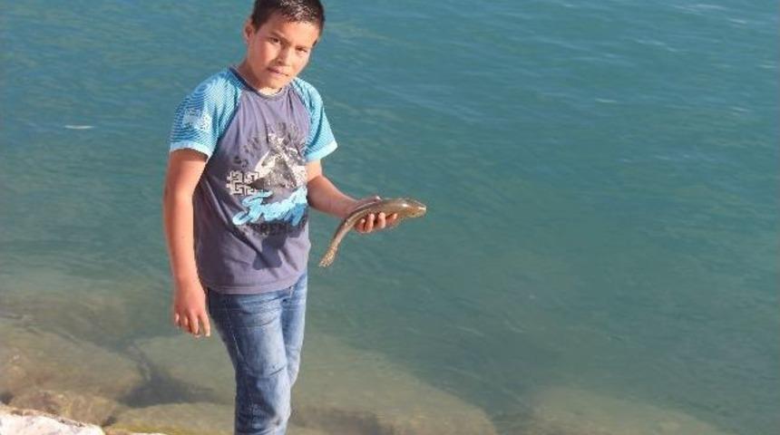 Beyşehir G&ouml;l&uuml;&rsquo;nde &ldquo;g&uuml;mişi Havuz Balığı&rdquo; Hakimiyeti Ele Ge&ccedil;irdi