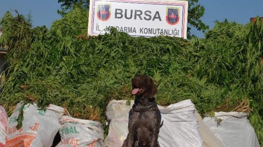 Jandarma Uyuşturucu Tacirlerine G&ouml;z A&ccedil;tırmıyor