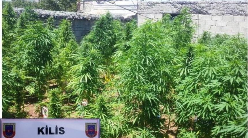Musabeyli İl&ccedil;esinde Kenevir Operasyonu