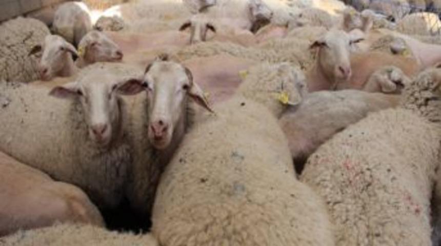 Hayvan Dolandırıcılarının Yeni Y&ouml;ntemi