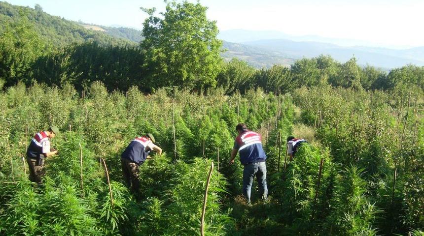 Narkotik K&ouml;peği 'Varis Ve Acil' 3 Ton 690 Kilo Uyuşturucu Yakalattı