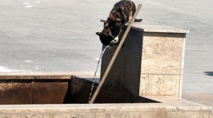 Sıcaktan Bunalan Kedinin &Ccedil;eşme Başında Su Keyfi