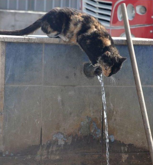 Sıcaktan Bunalan Kedinin &Ccedil;eşme Başında Su Keyfi 1