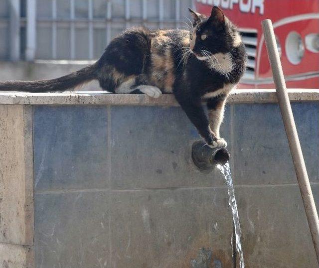 Sıcaktan Bunalan Kedinin &Ccedil;eşme Başında Su Keyfi 2