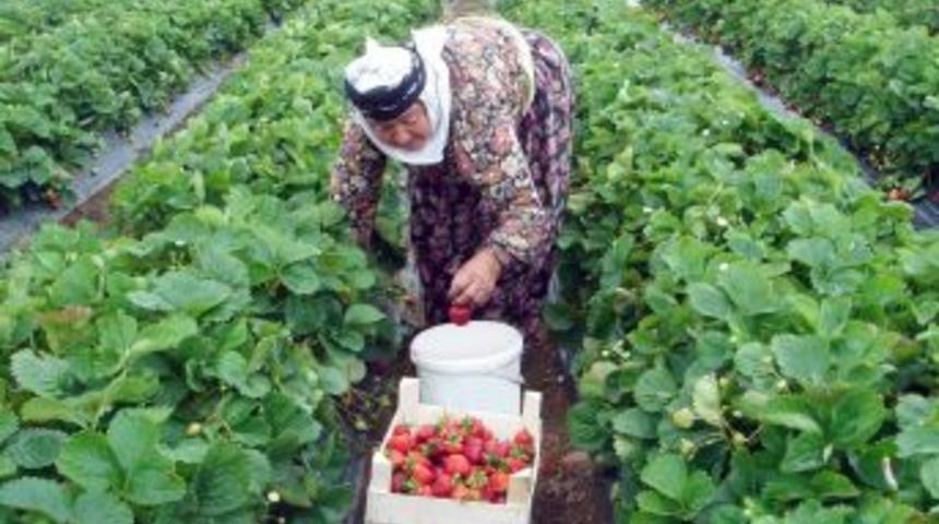 Meyve Deposu Manisa&rsquo;dan 25 &Uuml;lkeye Ihracat Yapılıyor