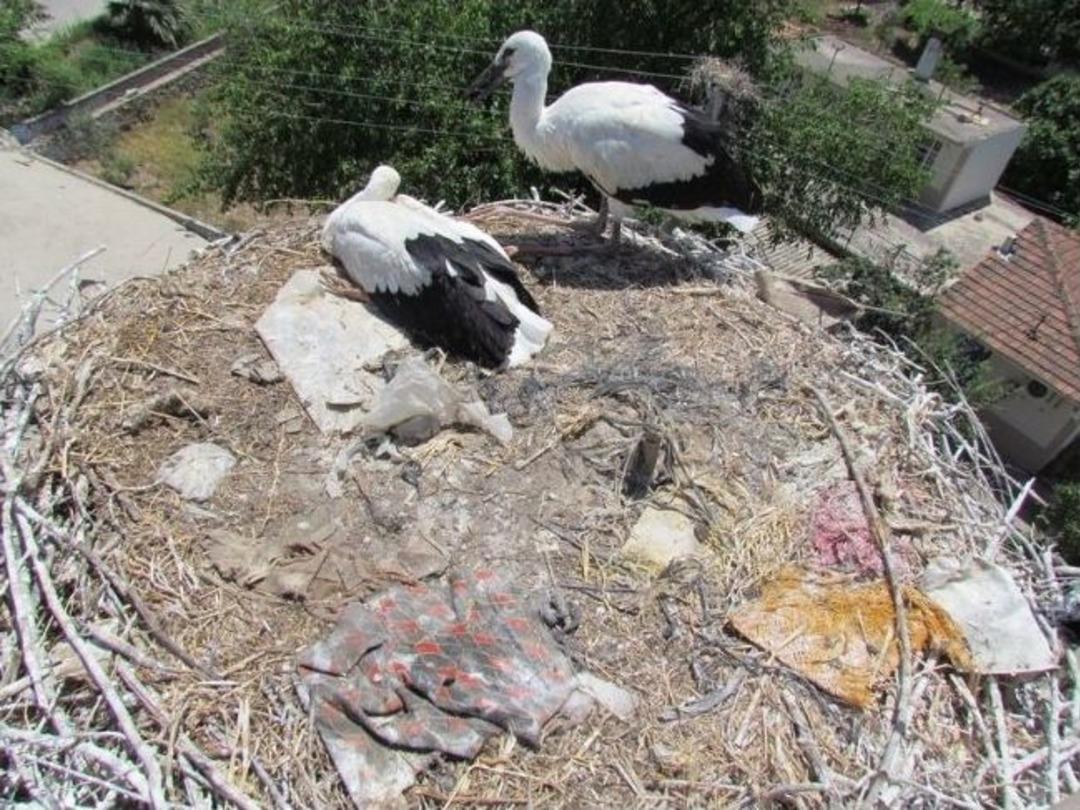 Yaralanan Leylek Yavrularına Operasyon