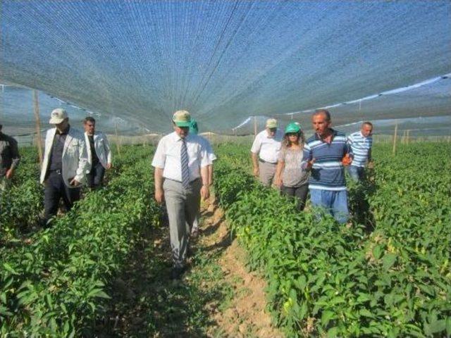 60 Dekar Alanda Başladı, 450 Dekar’a Çıkardı