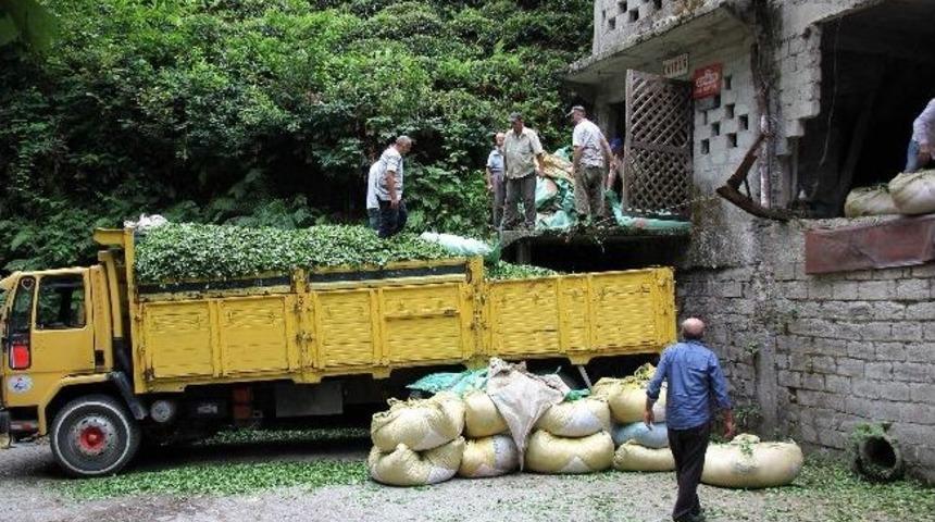 Hem Oru&ccedil; Tutuyor Hem De &Ccedil;aylarını Topluyorlar