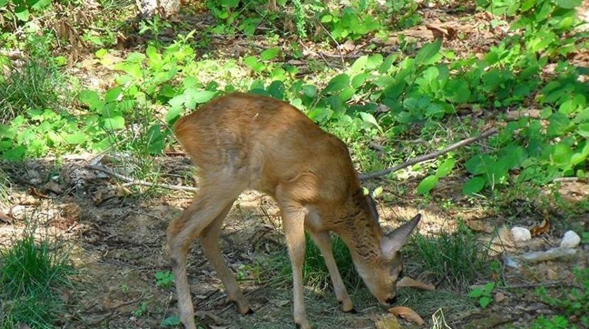 Tedavisi Tamamlanan Karacalar Doğaya Bırakıldı