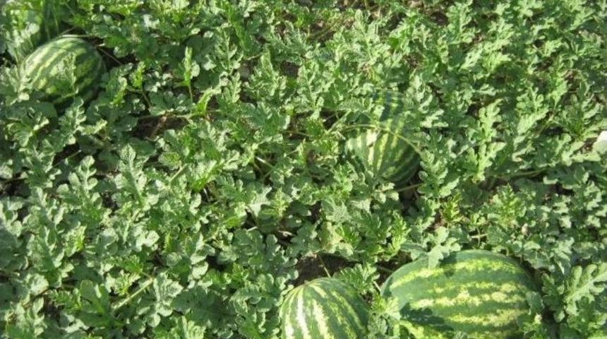 Damla Sulama İle Karpuzda Erken Hasat