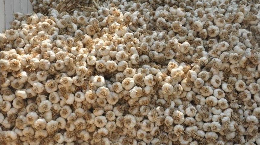 Pamuk&ccedil;u Sarımsağı Alıcı Bekliyor