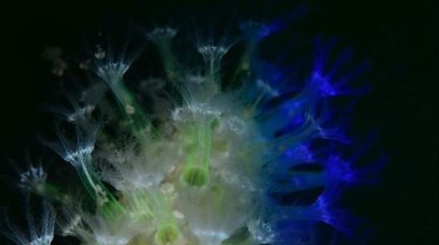 B&uuml;y&uuml;kşehir Gen&ccedil;lik Spor&rsquo;dan Bir Başarı Daha