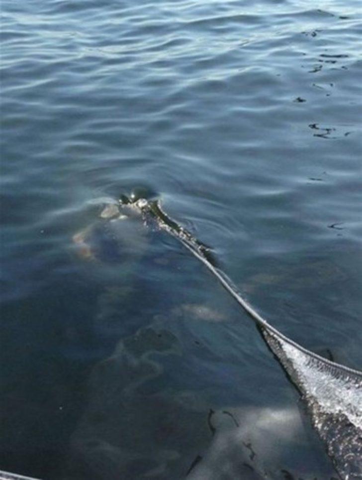 Yılın en iyi su altı fotoğrafları  G2