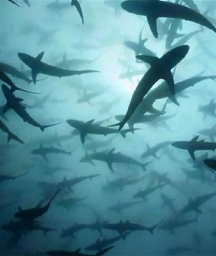 Yılın en iyi su altı fotoğrafları  G5